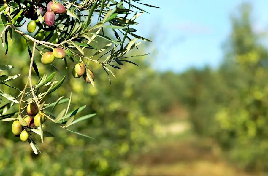 Άνοδος τιμής ελαιόλαδου | Που οφείλεται και πώς μπορεί να επηρεάσει την διατροφή των Ελλήνων