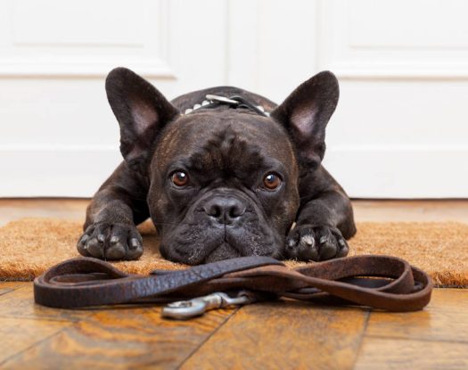 Γιατί η βόλτα με τον σκύλο σας κάνει καλό στην ψυχική σας υγεία