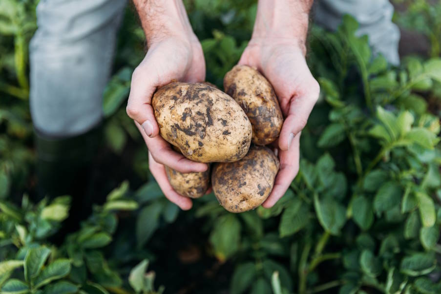 5 μύθοι για τις πατάτες που καταρρίπτονται αναδεικνύοντας τη θρεπτική τους αξία