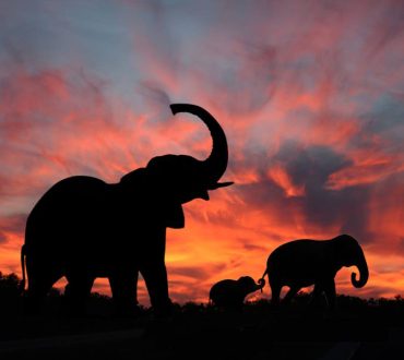 Έρευνα: Οι ελέφαντες χρησιμοποιούν ονόματα για να μιλήσουν μεταξύ τους!