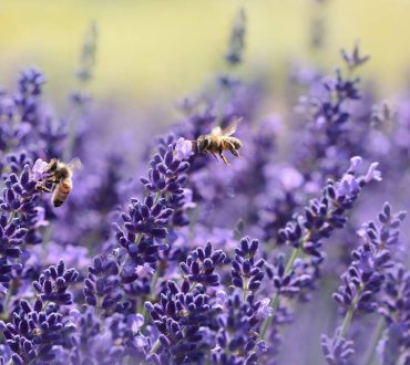 Αυτά είναι τα φυτά που λατρεύουν οι μέλισσες | Πώς να τις βοηθήσουμε