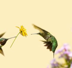 Η αγάπη είναι ένα συναίσθημα που δίνει χωρίς να παίρνει