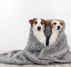 Τελικά τα σκυλιά αντέχουν το κρύο;