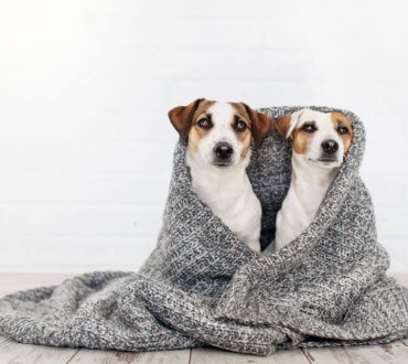 Τελικά τα σκυλιά αντέχουν το κρύο;