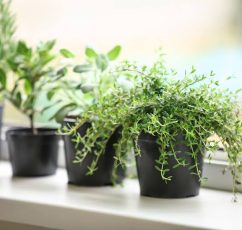 Δυόσμος, Δεντρολίβανο, Βασιλικός | Τα φυτά που αξίζει να έχετε στο παράθυρο της κουζίνας σας