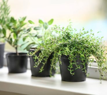 Δυόσμος, Δεντρολίβανο, Βασιλικός | Τα φυτά που αξίζει να έχετε στο παράθυρο της κουζίνας σας