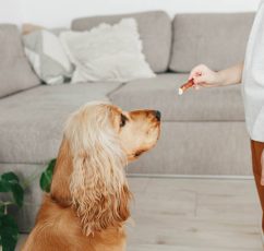 Διάταση και στροφή στομάχου στο σκύλο: Τι είναι και οι ενδεδειγμένοι τρόποι πρόληψης και αντιμετώπισης