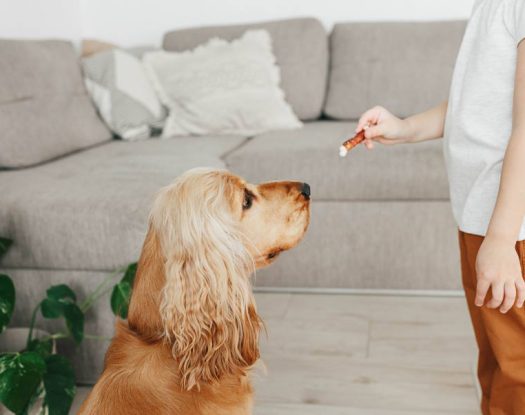 Διάταση και στροφή στομάχου στο σκύλο: Τι είναι και οι ενδεδειγμένοι τρόποι πρόληψης και αντιμετώπισης