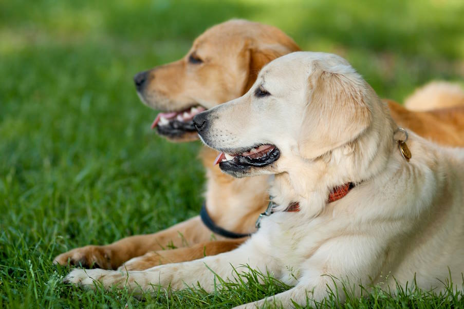 Επιστήμονες δημιουργούν νέα φάρμακα που θα επεκτείνουν την διάρκεια ζωής των σκύλων!