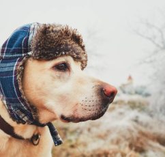 Πώς θα καταλάβετε ότι ο σκύλος σας κρυώνει