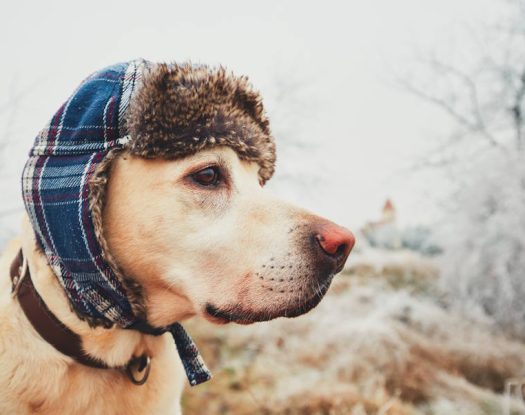 Πώς θα καταλάβετε ότι ο σκύλος σας κρυώνει