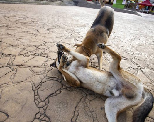 Έρχεται η πλατφόρμα υιοθεσίας αδέσποτων ζώων | Έτοιμη και η Τράπεζα DNA για τα ζώα συντροφιάς