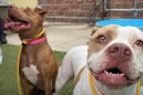 Η ιστορία των δύο σκύλων που θα σας κάνει να δακρύσετε (βίντεο)