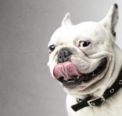 Τα σκυλιά «ανιχνεύουν» την αρνητική ενέργεια| Τι αναφέρουν οι επιστήμονες