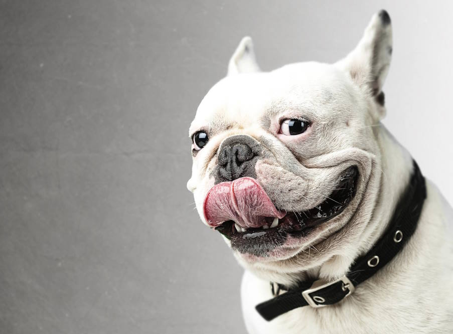 Τα σκυλιά «ανιχνεύουν» την αρνητική ενέργεια| Τι αναφέρουν οι επιστήμονες