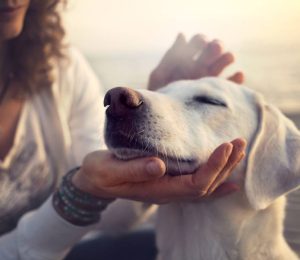 Έρευνα: Τι συμβαίνει στον σκύλο σας τη στιγμή που του λέτε «Σ’ αγαπώ»