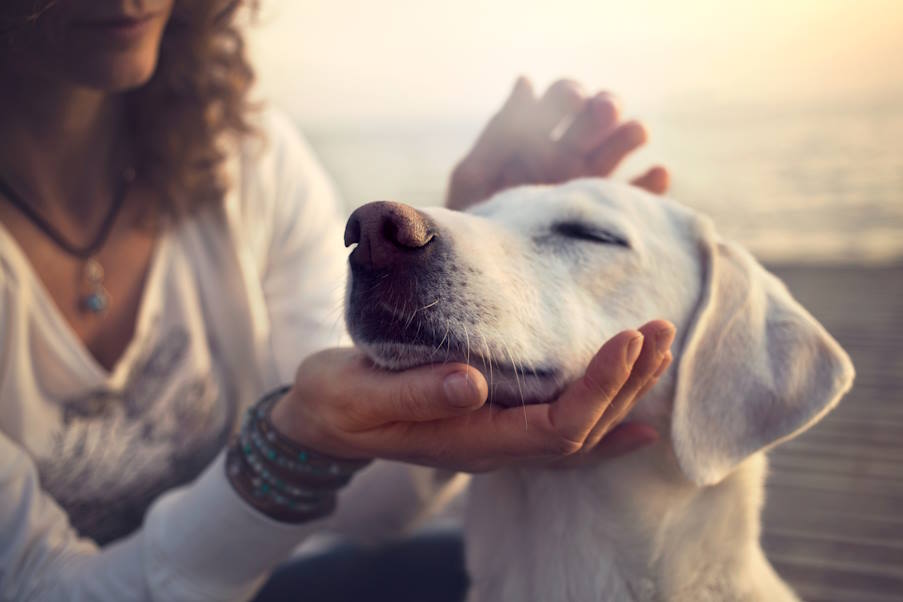Έρευνα: Τι συμβαίνει στον σκύλο σας τη στιγμή που του λέτε «Σ’ αγαπώ»