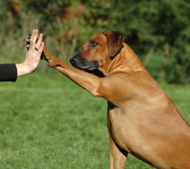 Οι ράτσες σκύλων που έχουν αυξημένο κίνδυνο εμφάνισης καρκίνου, σύμφωνα με τους ειδικούς