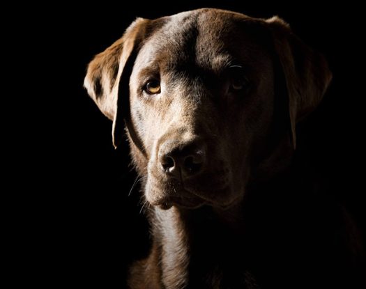 Κακοποίηση ζώων: Τα βήματα για να καταγγείλετε κάποιο περιστατικό