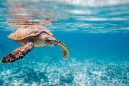 Μεξικό: Θαλάσσιες χελώνες στον δρόμο για την ελευθερία (βίντεο)