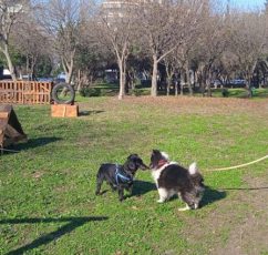 Το πρώτο πάρκο σκύλων με ανακυκλώσιμα υλικά στον Δήμο Καλαμαριάς