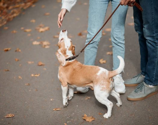 Μπορούν οι σκύλοι να “μυρίσουν” το PTSD; Ερευνητές απαντούν