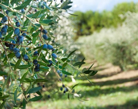 Το απόλυτο στη Σκανδιναβία για τους ελαιώνες Σακελλαρόπουλου | 7 στα 7, με 5 Χρυσά και 2 Ασημένια βραβεία