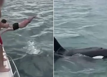 Νέα Ζηλανδία: Άντρας χτύπησε εσκεμμένα φάλαινα όρκα | Το βίντεο που έχει προκαλέσει οργή