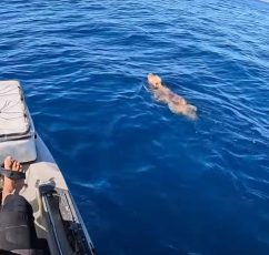 Tiktoker έσωσε σκύλο που τον βρήκε στη θάλασσα στα ανοιχτά της Πάρου!
