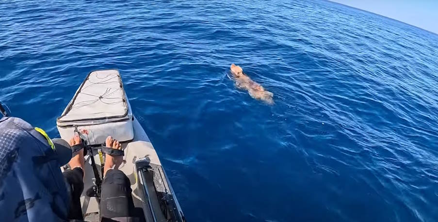 Tiktoker έσωσε σκύλο που τον βρήκε στη θάλασσα στα ανοιχτά της Πάρου!