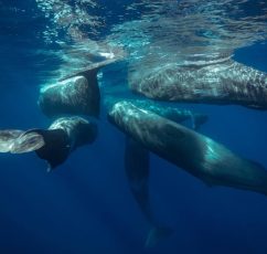 9η Διεθνής Διάσκεψη για τους Ωκεανούς: Οι φάλαινες στην Ελλάδα προστατεύονται μετά από 25 χρόνια αγώνων