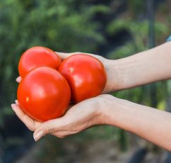Πώς συντηρούνται οι ντομάτες για μεγαλύτερο χρονικό διάστημα;