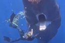 Η συγκλονιστική στιγμή που φάλαινα ζητάει βοήθεια από δύτες | Μεγάλη μάζα σκουπιδιών είχε κολλήσει στο στόμα της (βίντεο)