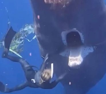Η συγκλονιστική στιγμή που φάλαινα ζητάει βοήθεια από δύτες | Μεγάλη μάζα σκουπιδιών είχε κολλήσει στο στόμα της (βίντεο)