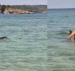 Νέα Πέραμος Καβάλας: Νεαρό δελφίνι κάνει βόλτες στα ρηχά! (βίντεο)