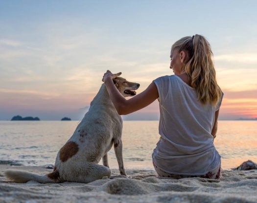 Όσα χρειάζεται να γνωρίζετε πριν πάρετε τον σκύλο σας στην παραλία