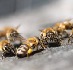Τσιμπήματα από μέλισσες και σφήκες: Οι πρώτες βοήθειες και τι να προσέξετε