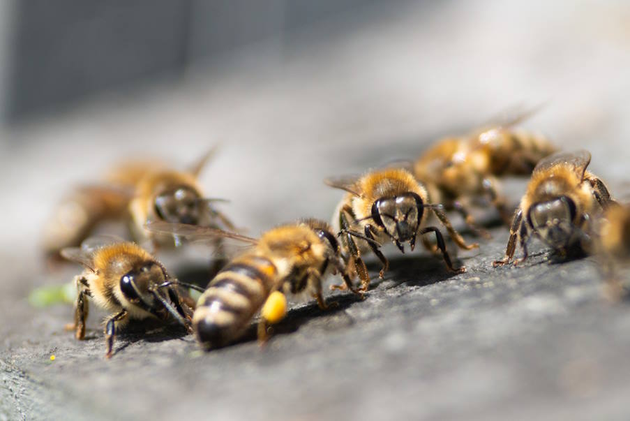 Τσιμπήματα από μέλισσες και σφήκες: Οι πρώτες βοήθειες και τι να προσέξετε