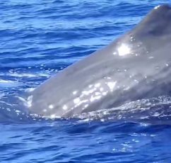 Φάλαινα φυσητήρας κλέβει την παράσταση στο Ιόνιο (βίντεο)