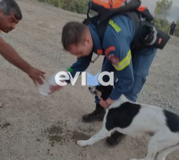 Φωτιά στην Εύβοια: Η συγκινητική στιγμή που πυροσβέστης έσωσε σκύλο μέσα από το δάσος