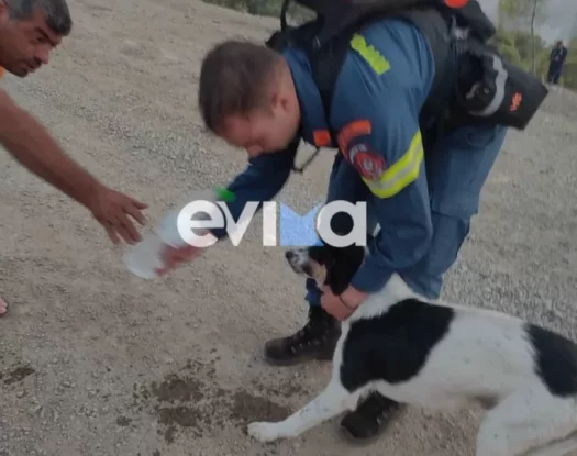 Φωτιά στην Εύβοια: Η συγκινητική στιγμή που πυροσβέστης έσωσε σκύλο μέσα από το δάσος