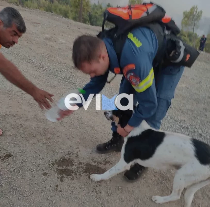 Φωτιά στην Εύβοια: Η συγκινητική στιγμή που πυροσβέστης έσωσε σκύλο μέσα από το δάσος