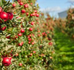 Taste Atlas: Τα μήλα Ζαγοράς στην πρώτη θέση με τα καλύτερα του κόσμου!