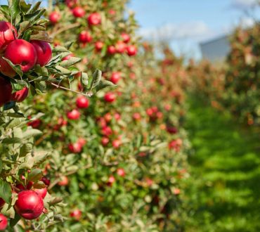 Taste Atlas: Τα μήλα Ζαγοράς στην πρώτη θέση με τα καλύτερα του κόσμου!