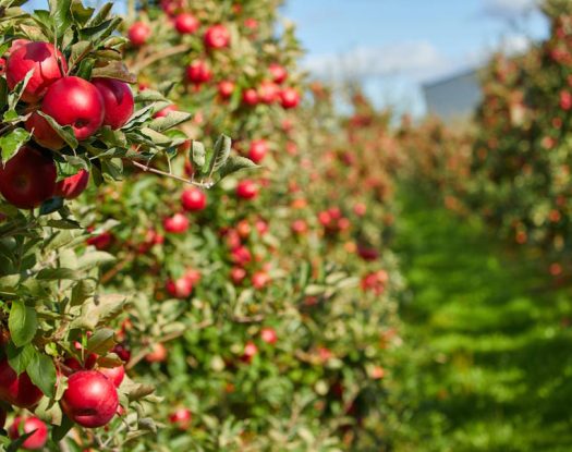 Taste Atlas: Τα μήλα Ζαγοράς στην πρώτη θέση με τα καλύτερα του κόσμου!