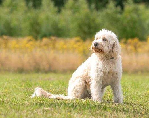 Γυναίκα δολοφονήθηκε και ο σκύλος της βοήθησε στη διαλεύκανση του εγκλήματος