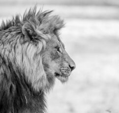 Το «αόρατο λιοντάρι» | Πώς επηρεάζει τις αποφάσεις μας ο τρόπος που αντιδρά ο εγκέφαλος στην απειλή