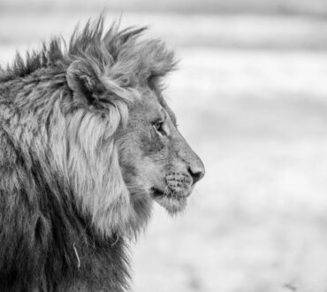 Το «αόρατο λιοντάρι» | Πώς επηρεάζει τις αποφάσεις μας ο τρόπος που αντιδρά ο εγκέφαλος στην απειλή