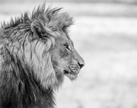 Το «αόρατο λιοντάρι» | Πώς επηρεάζει τις αποφάσεις μας ο τρόπος που αντιδρά ο εγκέφαλος στην απειλή