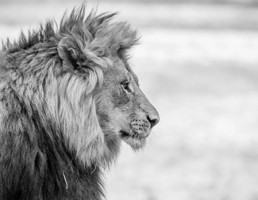 Το «αόρατο λιοντάρι» | Πώς επηρεάζει τις αποφάσεις μας ο τρόπος που αντιδρά ο εγκέφαλος στην απειλή